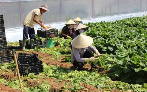 Rau củ dồi dào cho Tết Tân Sửu